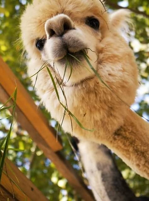 ALPACA HOME & RESTAURANT