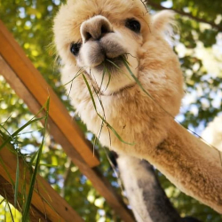 ALPACA HOME & RESTAURANT